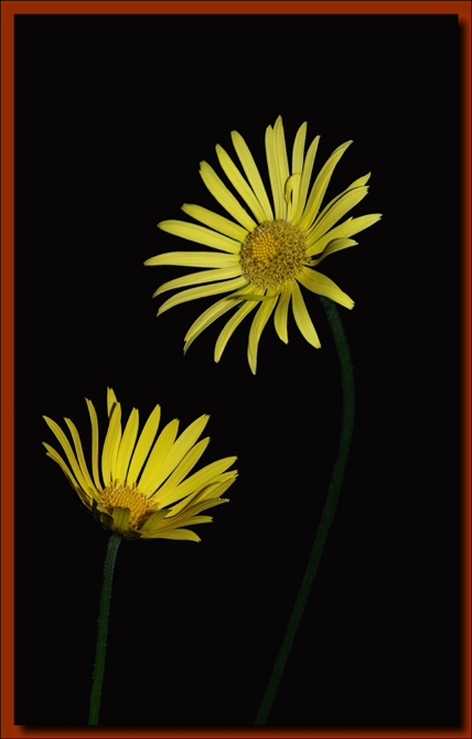 фото "Жёлтые:)" метки: природа, макро и крупный план, цветы