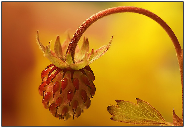 фото "Strawberry" метки: макро и крупный план, природа, цветы