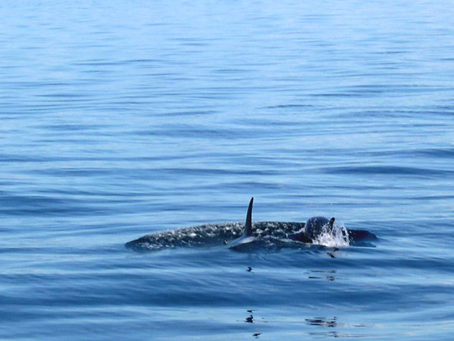 photo "Disturbing the peace" tags: nature, landscape, water, wild animals
