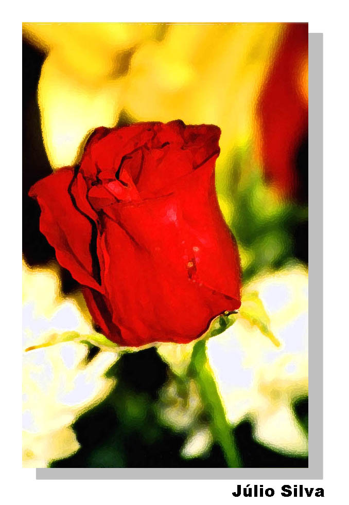 photo "Desert Rose" tags: nature, flowers