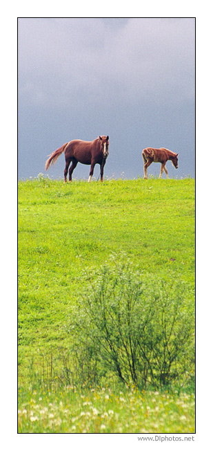 photo "About horses" tags: nature, pets/farm animals