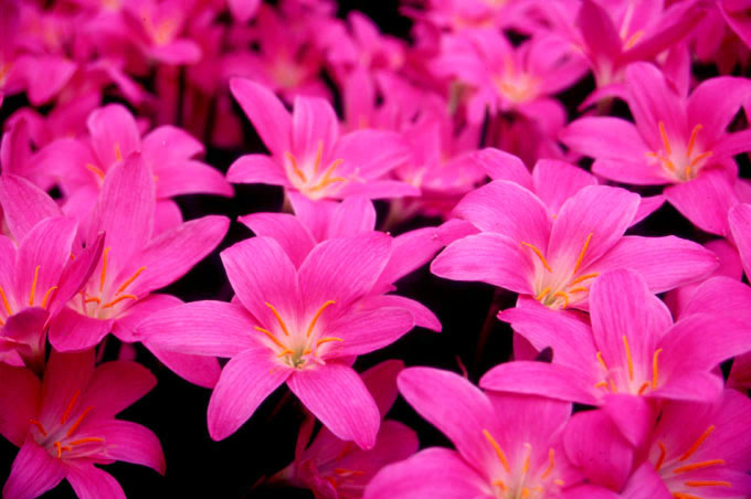 photo "Pinku" tags: nature, flowers