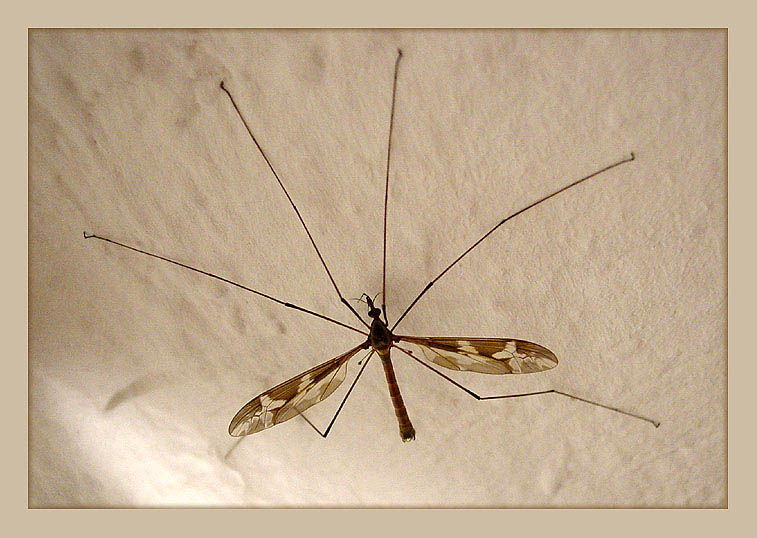 фото "motionless" метки: природа, макро и крупный план, насекомое