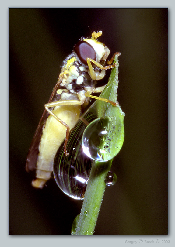 photo "On a drop" tags: nature, macro and close-up, insect