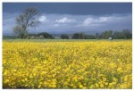 photo "*Yellow*" tags: landscape, spring