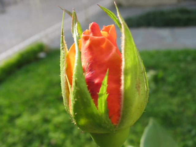 photo "Another Rose" tags: nature, flowers