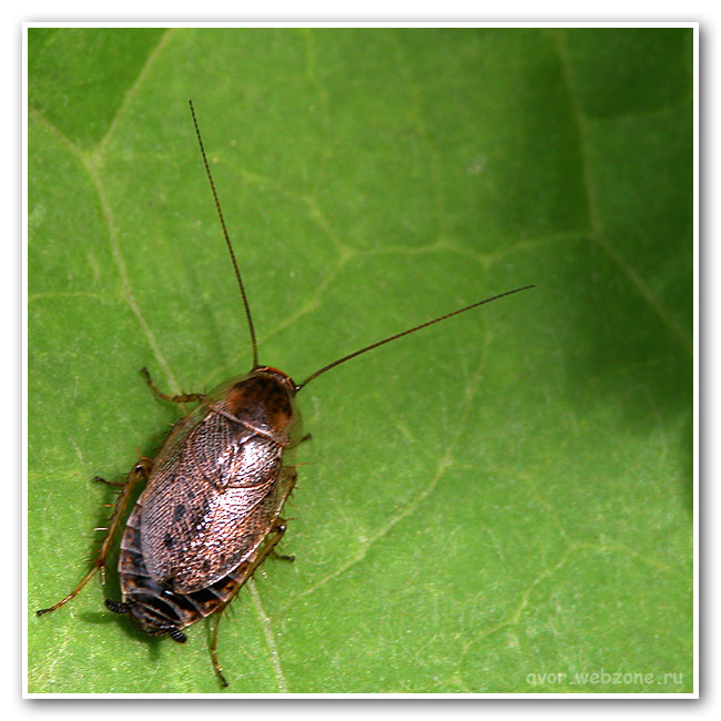 photo "Moustaches!" tags: nature, macro and close-up, insect