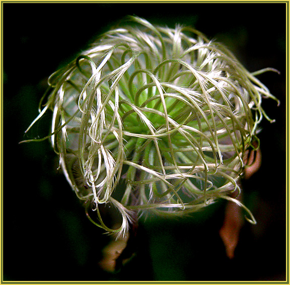 фото "Metamorphosis #2" метки: природа, 