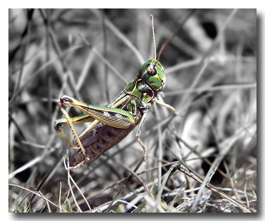 photo "To Hop Or Not To Hop..." tags: nature, macro and close-up, insect