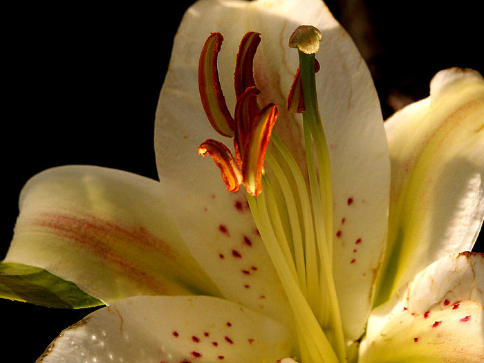 photo "paleness..." tags: macro and close-up, 