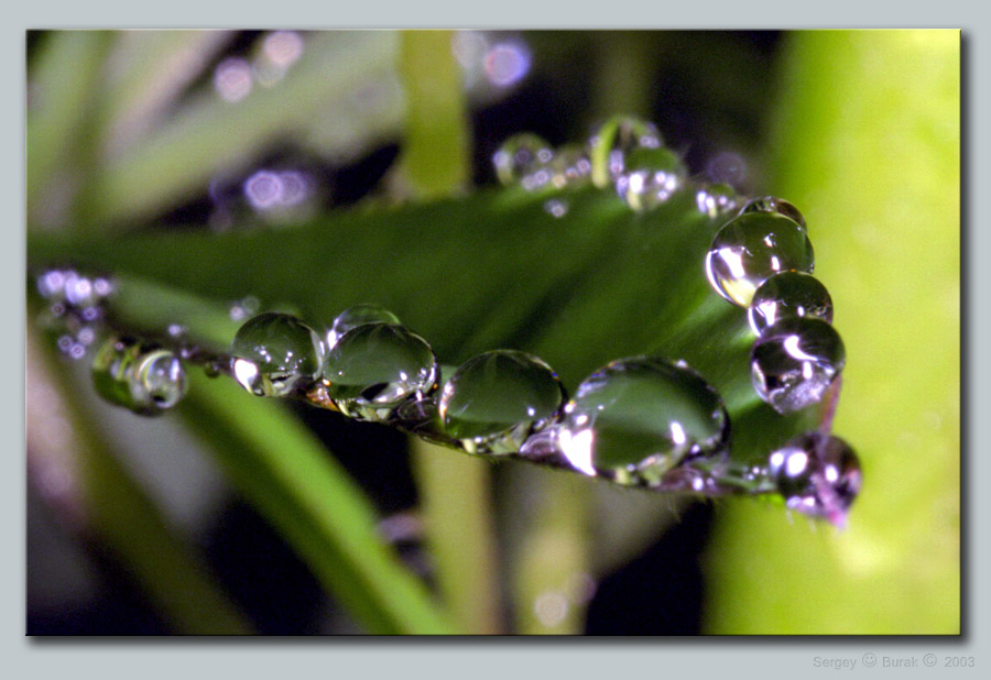 photo "Droplets" tags: macro and close-up, nature, 