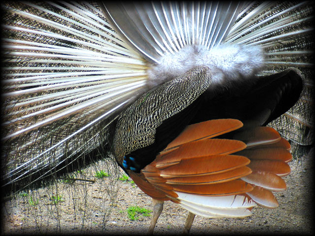 photo "Reverse of the peacock." tags: montage, nature, wild animals