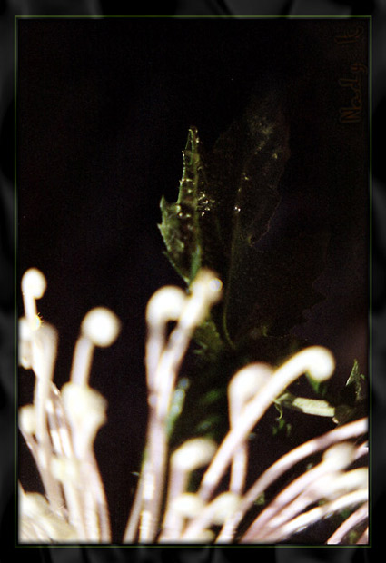 photo "The experience severe in a gloom dressed.." tags: nature, flowers
