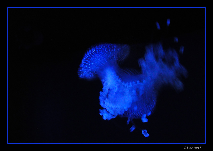 photo "Medusa of the Moon" tags: nature, underwater, 
