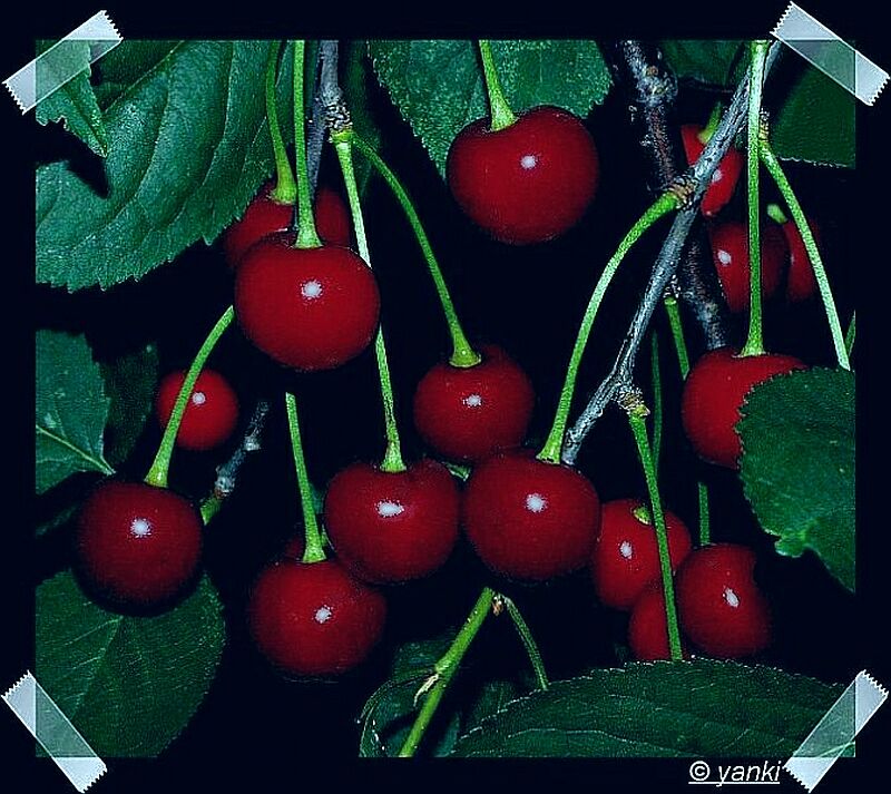 фото "Kirchen" метки: природа, цветы
