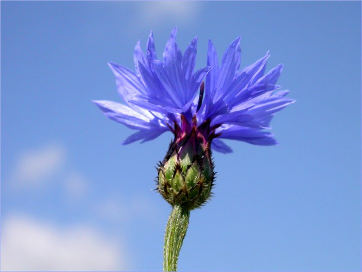 фото "Голубое на голубом" метки: природа, макро и крупный план, цветы