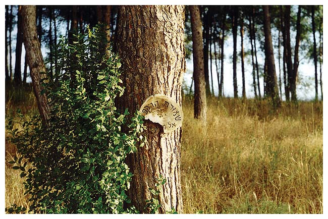 photo "Florest Reserve" tags: nature, 