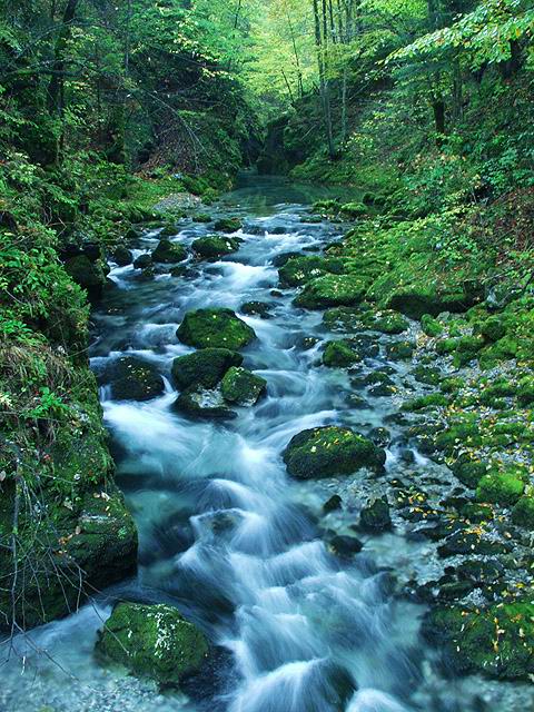 photo "Creek" tags: landscape, forest, water