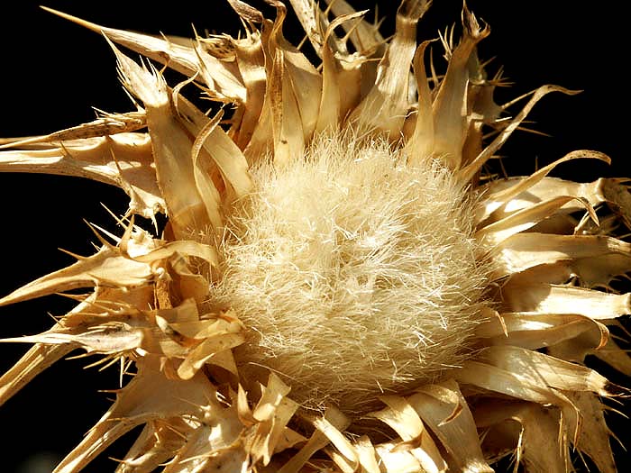 photo "cardo" tags: macro and close-up, 