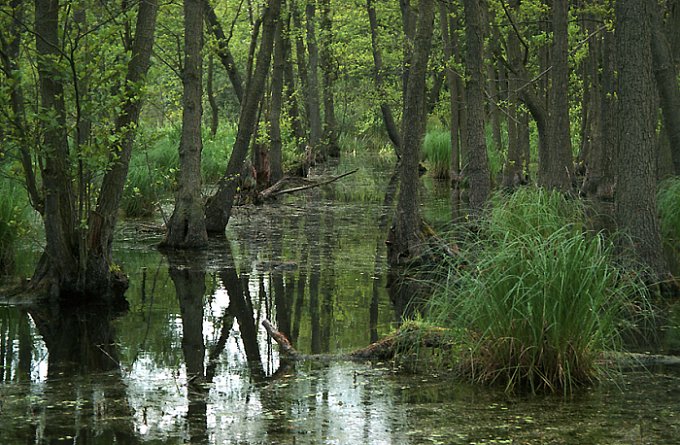 фото "swamp" метки: разное, 