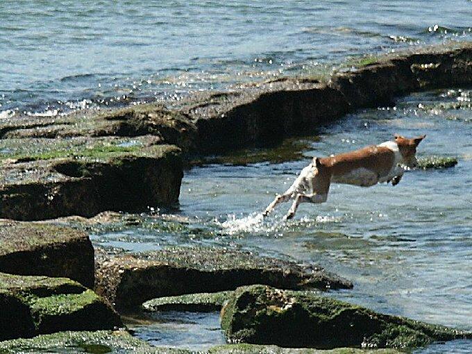 photo "The great jump" tags: nature, pets/farm animals