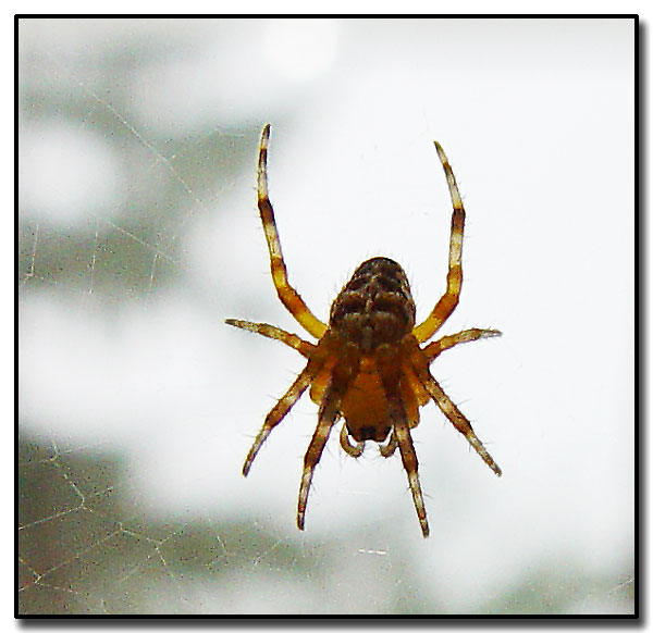 фото "Spiderman" метки: природа, макро и крупный план, насекомое