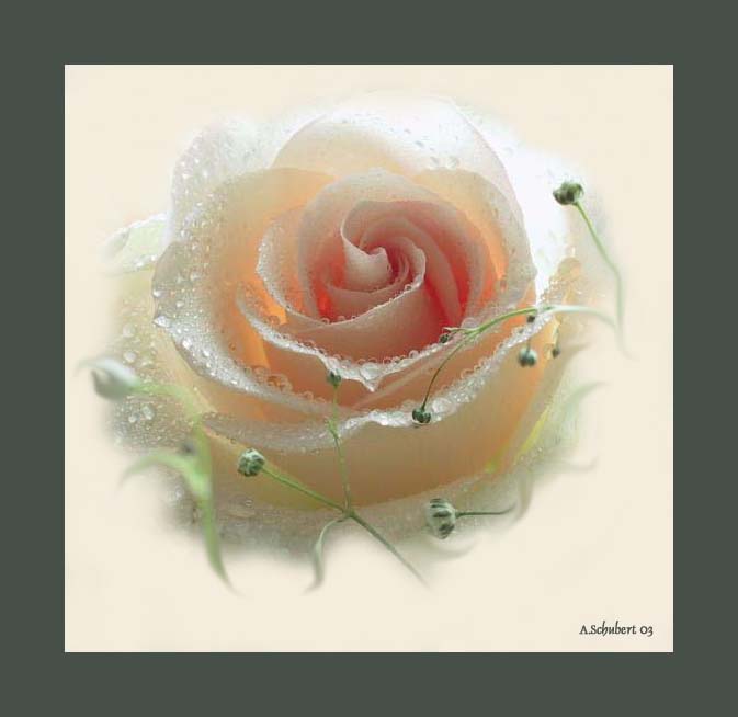 фото ""Rose"" метки: макро и крупный план, природа, цветы