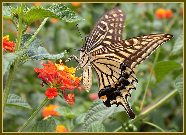 photo "Butterfly & Flowers" tags: nature, insect