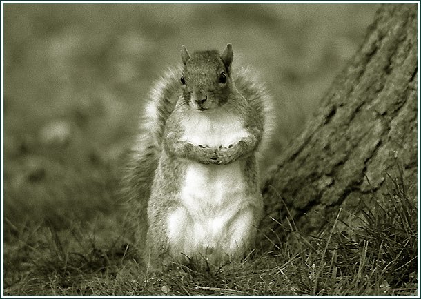 photo "amm....I....mmmm....feel shy....." tags: nature, wild animals