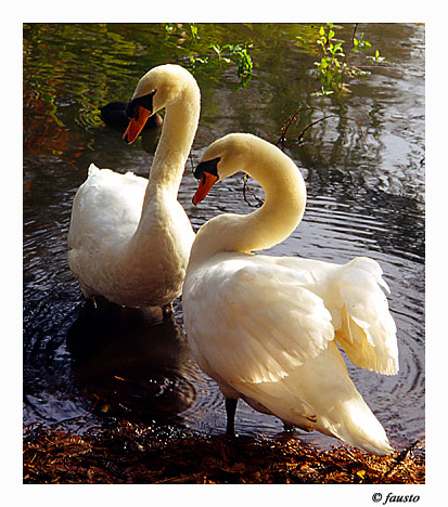 фото "A little conversation" метки: природа, дикие животные