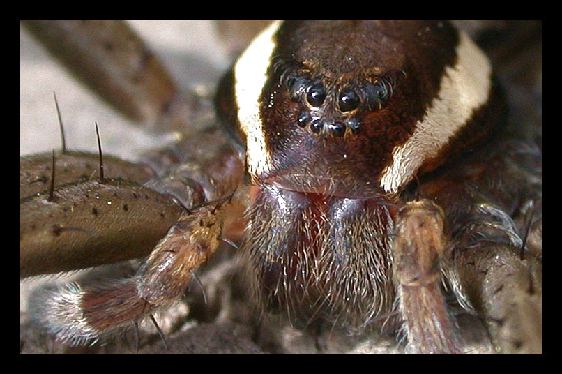 photo "***" tags: macro and close-up, 