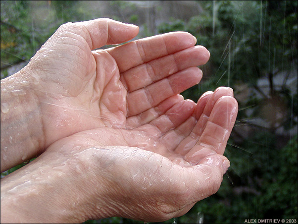 фото "Hands that love the rainy days" метки: макро и крупный план, репортаж, 
