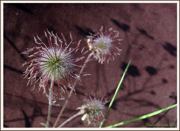 photo "A Study" tags: nature, macro and close-up, flowers