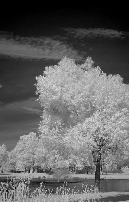 фото "Proud Tree" метки: пейзаж, вода, лес