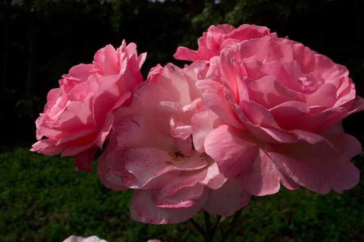 фото "rosas" метки: природа, цветы