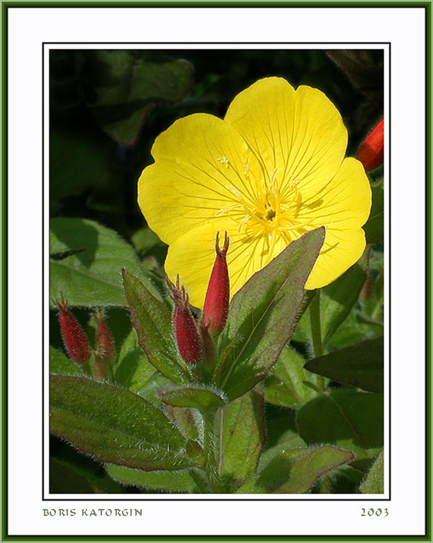 photo "*****" tags: nature, macro and close-up, flowers