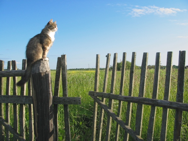 photo "Часовой" tags: genre, nature, pets/farm animals