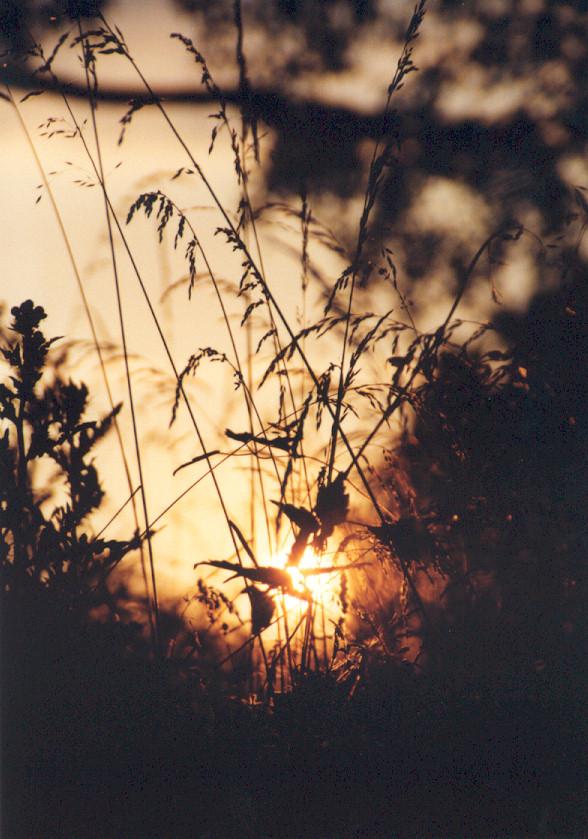 photo "Golden blades" tags: nature, landscape, flowers, sunset