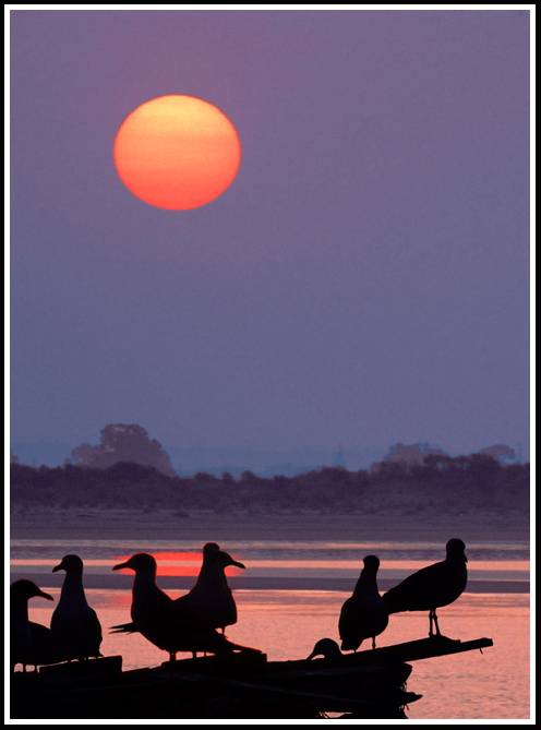 фото "Sea gulls at sunrise" метки: природа, пейзаж, дикие животные, закат