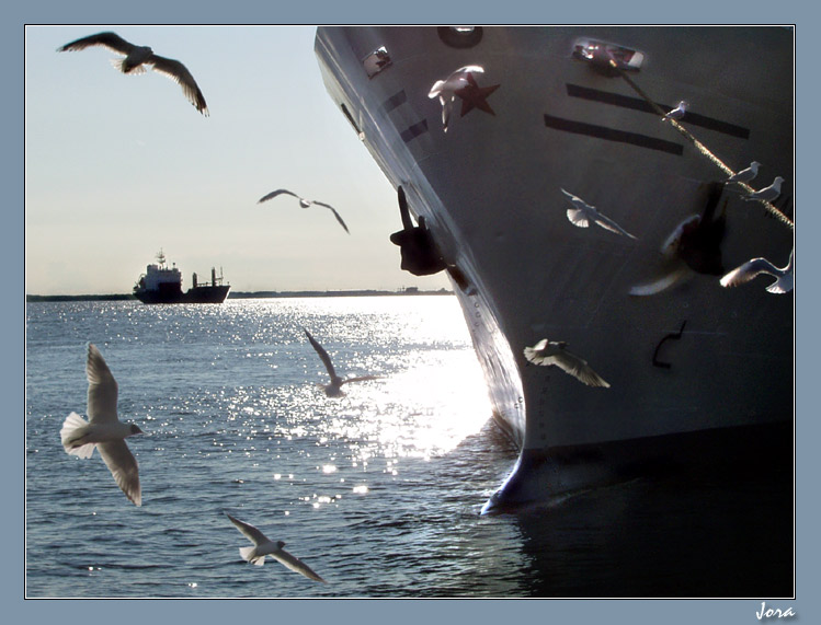 photo "Soon on a vessel dinner" tags: landscape, nature, water, wild animals