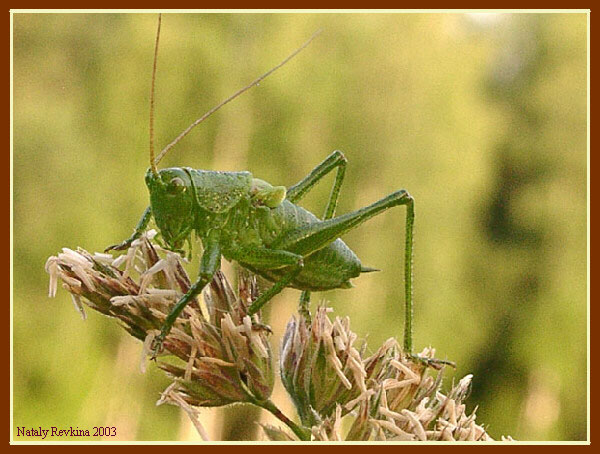 photo "Inhabitant of Boboshin meadow" tags: nature, macro and close-up, insect