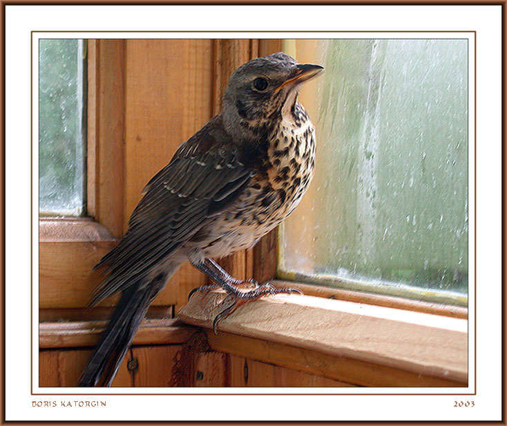 photo "And behind a window a rain..." tags: nature, pets/farm animals, wild animals