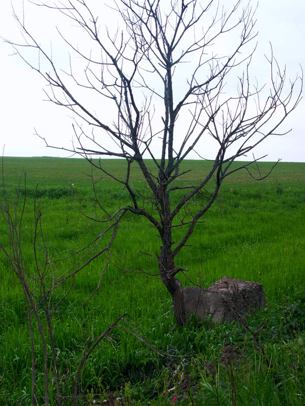 photo "Branch not bringing a fruit..." tags: landscape, 