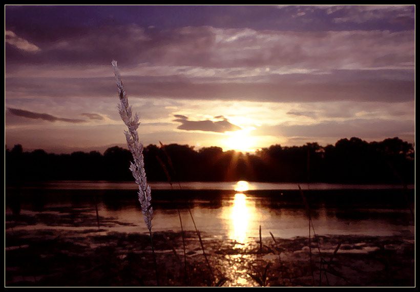photo "Spear" tags: nature, landscape, flowers, sunset