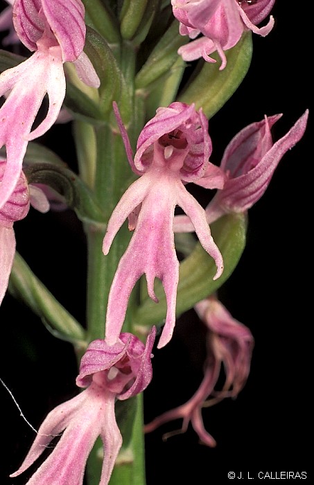 фото "Orchis italica" метки: природа, цветы