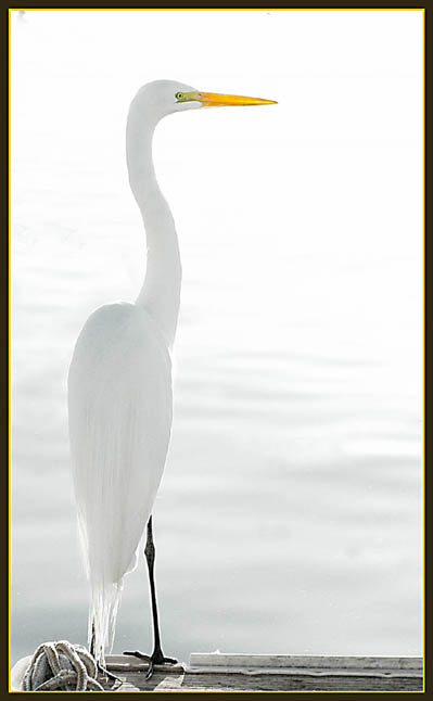 фото "Snowy Egret 1." метки: природа, дикие животные