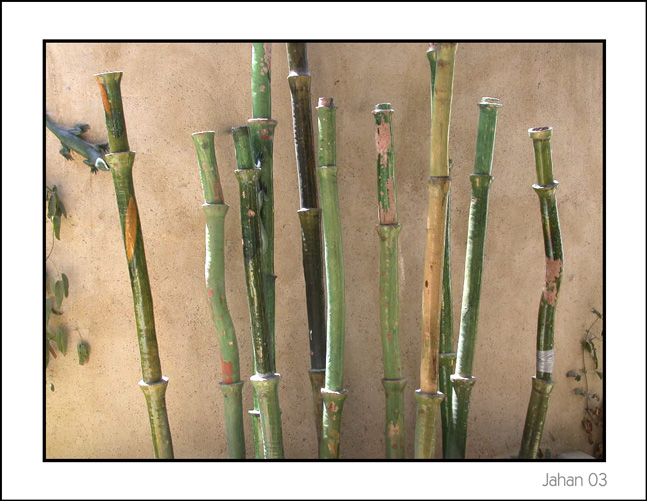 photo "Bamboos" tags: nature, flowers