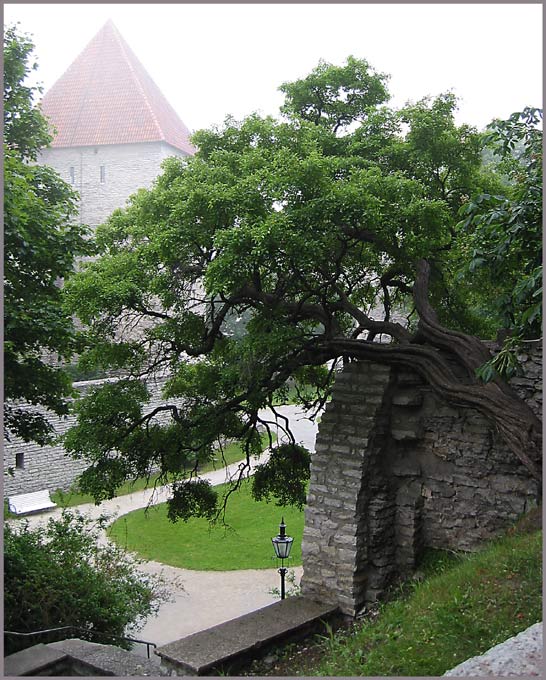 photo "The Tallinn foggy sketches. Green" tags: architecture, landscape, 