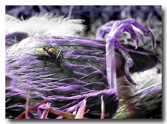 photo "Enjoy Life, It`s Too Short" tags: still life, nature, 