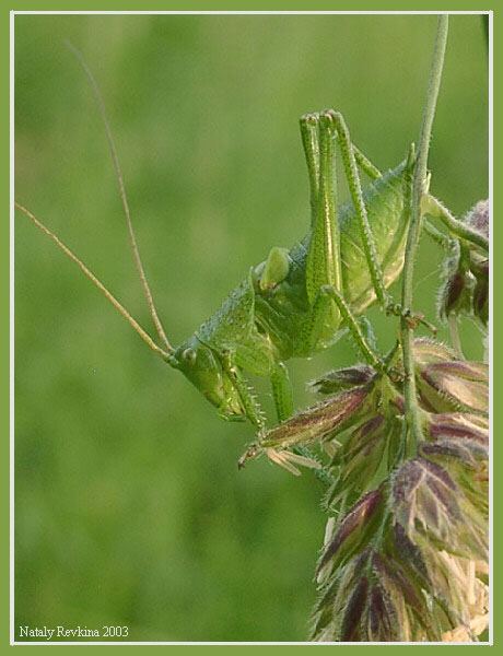 photo "Inhabitant of Boboshin meadow" tags: nature, macro and close-up, insect